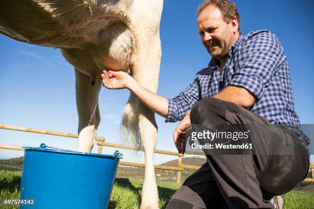farmer milking a cow on pasture - milking farm ストックフォトと画像