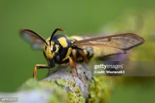hornet moth on a branch - wasp uk stock pictures, royalty-free photos & images
