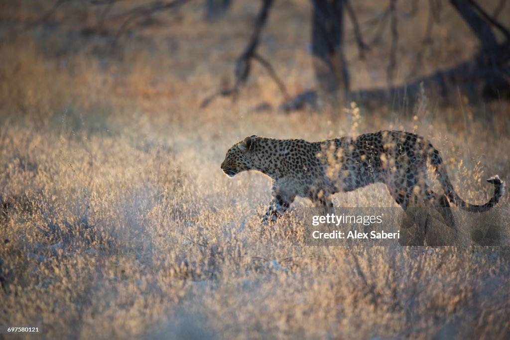 Namibia.