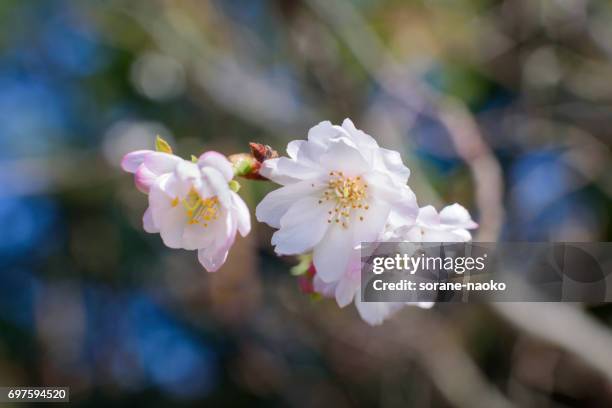 cherry blossom 'jugatsu-zakura' 'autumnalis' - 植物学 stock-fotos und bilder