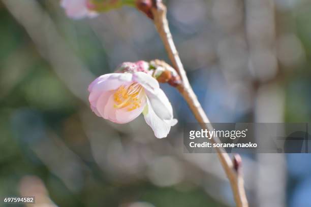 cherry blossom 'jugatsu-zakura' 'autumnalis' - 植物学 stock-fotos und bilder