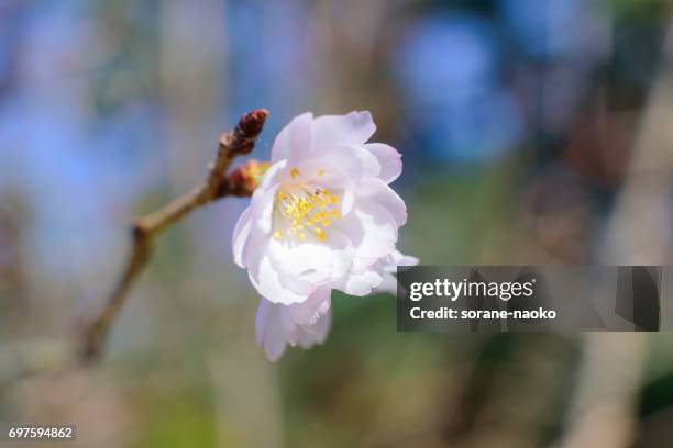 cherry blossom 'jugatsu-zakura' 'autumnalis' - 植物学 stock-fotos und bilder