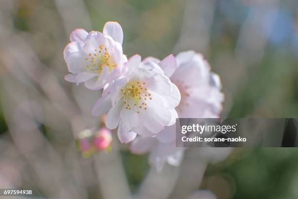 cherry blossom 'jugatsu-zakura' 'autumnalis' - サクラの木 stock pictures, royalty-free photos & images