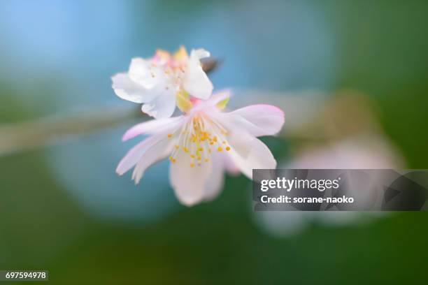 cherry blossom 'jugatsu-zakura' 'autumnalis' - 植物学 - fotografias e filmes do acervo