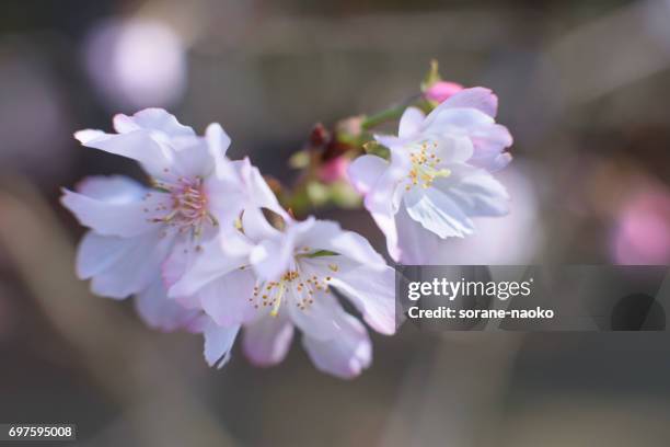 cherry blossom 'jugatsu-zakura' 'autumnalis' - サクラの木 fotografías e imágenes de stock