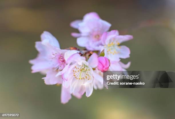 cherry blossom 'jugatsu-zakura' 'autumnalis' - サクラの木 fotografías e imágenes de stock