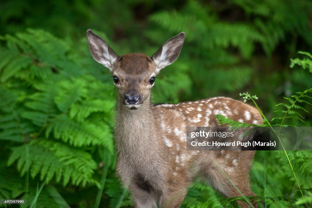 Richmond Park: Typical Countryside Scenes