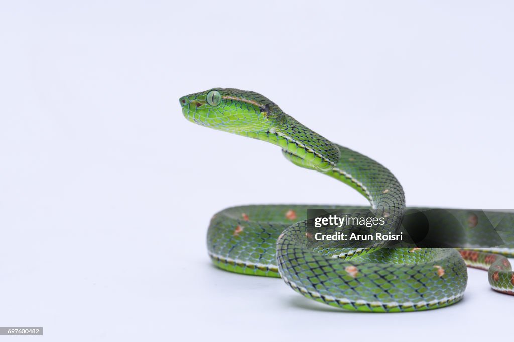 Hagen's Pit-viper (Trimeresurus hageni)