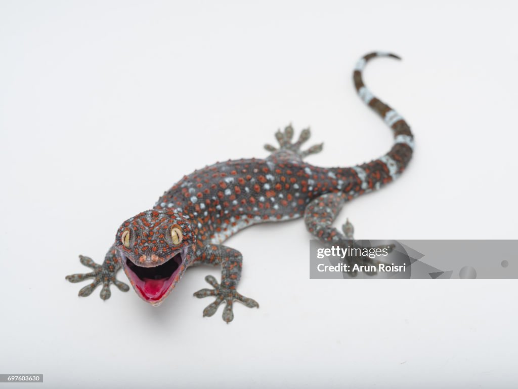 Tokay, Gecko, Calling gecko - Gekko gecko