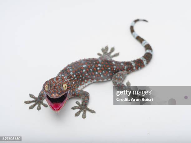 tokay, gecko, calling gecko - gekko gecko - tokay gecko stock pictures, royalty-free photos & images