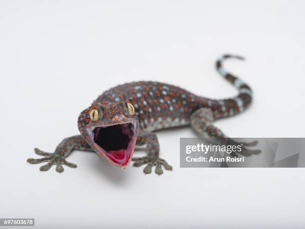 tokay, gecko, calling gecko - gekko gecko - tokay gecko stock pictures, royalty-free photos & images