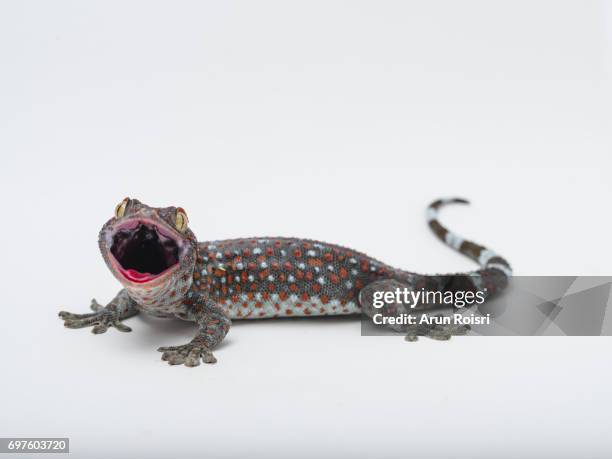 tokay, gecko, calling gecko - gekko gecko - tokay gecko stock pictures, royalty-free photos & images