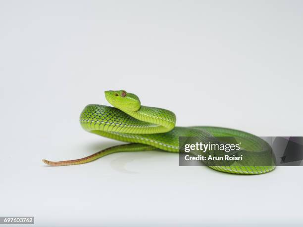 female pope's pit viper (trimeresurus popeorum) - snake stock pictures, royalty-free photos & images