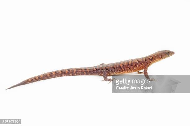 aquatic skink - endangered species white background stock pictures, royalty-free photos & images