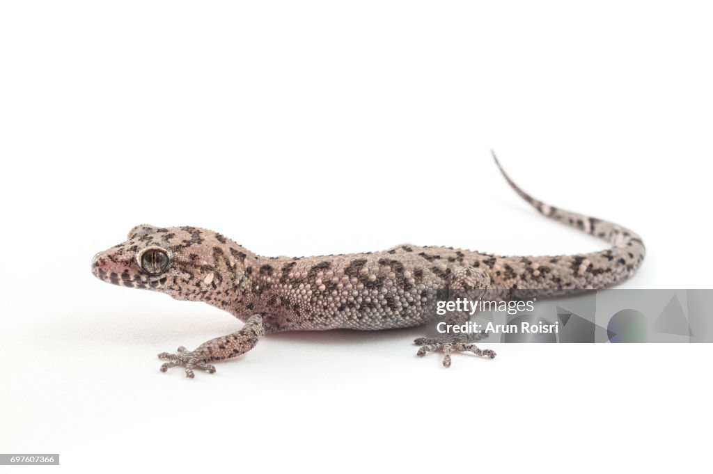 Siamese Leaf-toed Gecko “Spotted Ground Gecko” - Dixonius siamensis