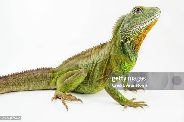 chinese water dragon ( physignathus cocincinusis ) a species of agamid lizard. it is also known as asian water dragon, thai water dragon, and green water dragon. - pijnappelklier stockfoto's en -beelden