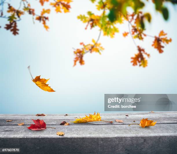 autumn background with falling leaves - fall backgrounds stock pictures, royalty-free photos & images