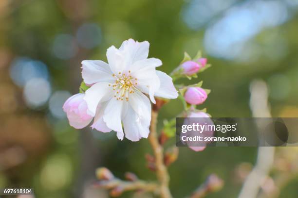 cherry blossoms 'jugatsu-zakura' 'autumnalis' - サクラの木 fotografías e imágenes de stock