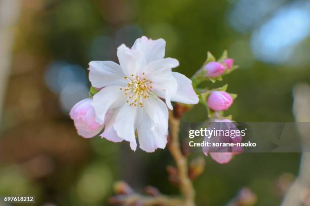 cherry blossom 'jugatsu-zakura' 'autumnalis' - サクラの木 stock pictures, royalty-free photos & images