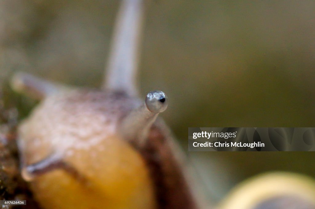 Conmmon Snail, UK