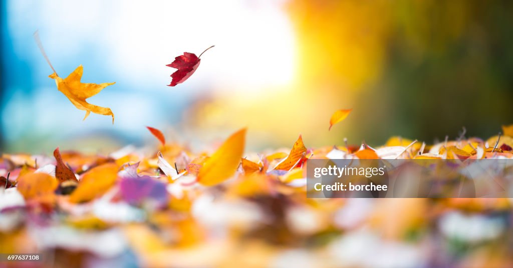 Falling Autumn Leaves