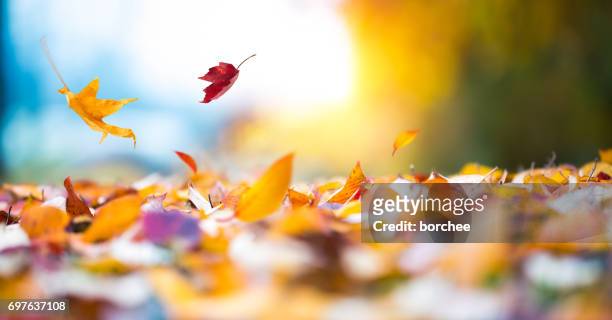 falling autumn leaves - drop stock pictures, royalty-free photos & images