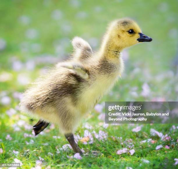 canada goose gosling on the run against cherry blossomes - schlüpfen stock-fotos und bilder