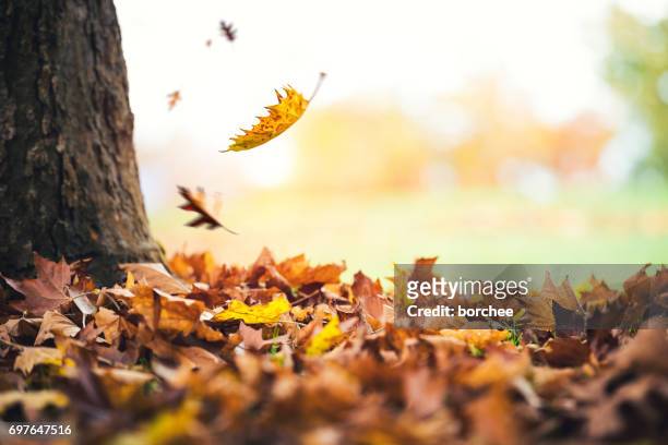 foglie autunnali che cadono dall'albero - autunno foto e immagini stock