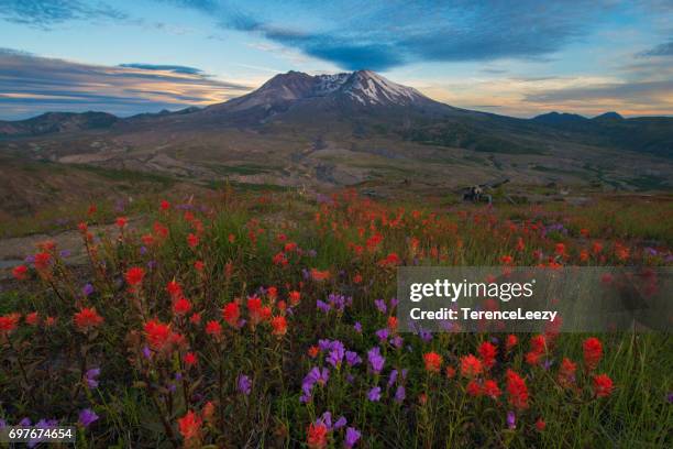 mount st. helens sunset with wildflowers - mount st helens stock-fotos und bilder