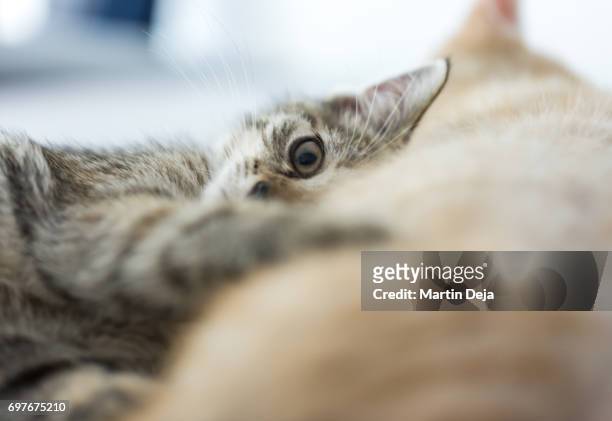 two kittens sleeping - tom cat stock pictures, royalty-free photos & images