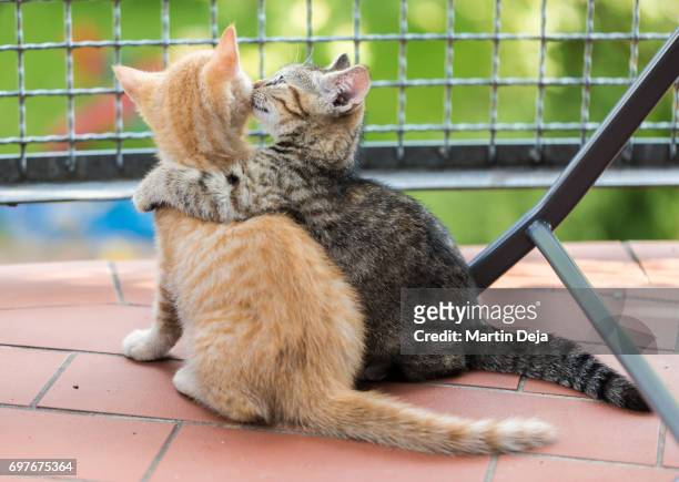 two kittens sitting on balcony - cute animals cuddling stock-fotos und bilder