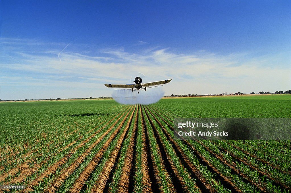 Plane spraying pesticide on maize (Zea mays), California, USA