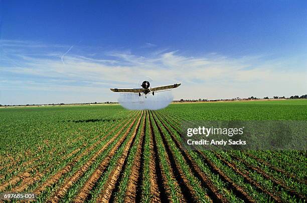 plane spraying pesticide on maize (zea mays), california, usa - crop sprayer imagens e fotografias de stock