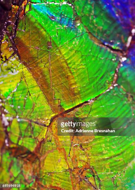 abalone shell, cracked and close-up - broken seashell stock pictures, royalty-free photos & images