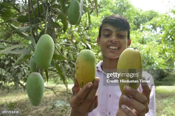 Farm workers gather mangoes on June 18, 2016 in Ghaziabad, India. The Mango growers are cashing on to the summer season with bumper crop of mangoes...