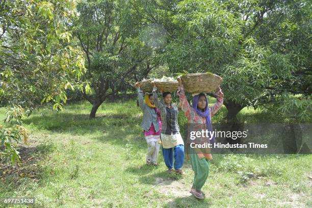 Farm workers gather mangoes on June 18, 2016 in Ghaziabad, India. The Mango growers are cashing on to the summer season with bumper crop of mangoes...