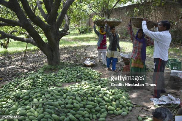 Farm workers gather mangoes on June 18, 2016 in Ghaziabad, India. The Mango growers are cashing on to the summer season with bumper crop of mangoes...