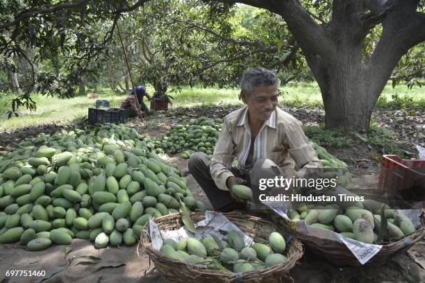 Mango growers separating mangoes according to quality before packing their harvest into the cartons on June 18, 2016 in Ghaziabad, India. The Mango...