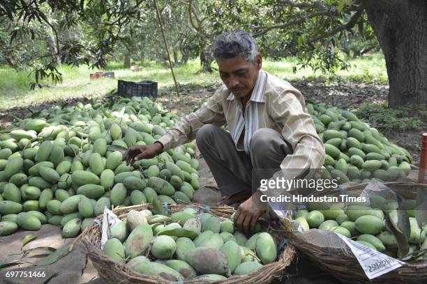 Mango growers separating mangoes according to quality before packing their harvest into the cartons on June 18, 2016 in Ghaziabad, India. The Mango...