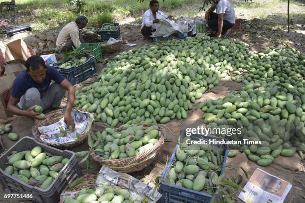 Mango growers separating mangoes according to quality before packing their harvest into the cartons on June 18, 2016 in Ghaziabad, India. The Mango...