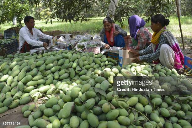 Mango growers packing their harvest into the cartons on June 18, 2016 in Ghaziabad, India. The Mango growers are cashing on to the summer season with...