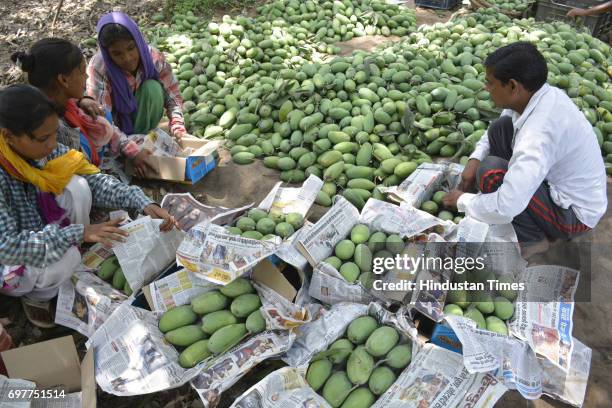 Mango growers packing their harvest into the cartons on June 18, 2016 in Ghaziabad, India. The Mango growers are cashing on to the summer season with...