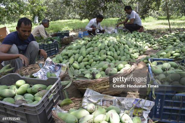 Mango growers separating mangoes according to quality before packing their harvest into the cartons on June 18, 2016 in Ghaziabad, India. The Mango...