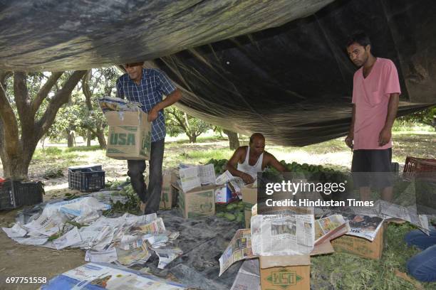 Mango growers packing their harvest into the cartons on June 18, 2016 in Ghaziabad, India. The Mango growers are cashing on to the summer season with...