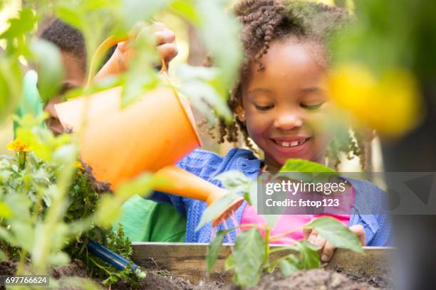 african descent children gardening outdoors in spring. - kids gardening stock pictures, royalty-free photos & images