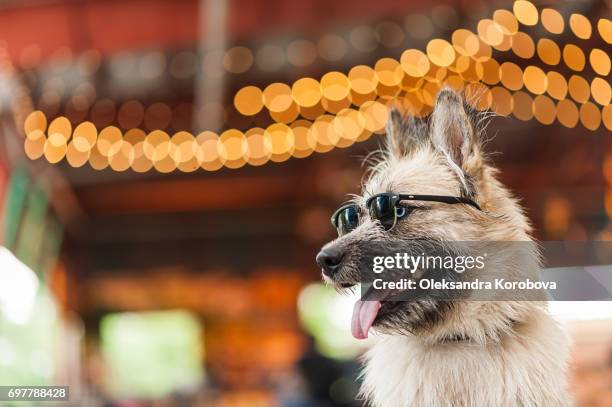 husky and irish wolfhound mix dog wearing sunglasses while at a farmers market. young mutt has a gleeful expression on his face. - sunglasses and puppies stock pictures, royalty-free photos & images