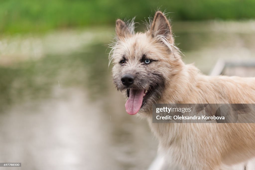 Husky and Irish Wolfhound mix dog sitting on a dock by the water while on a walk in the park. Young mutt has a gleeful expression on his face.