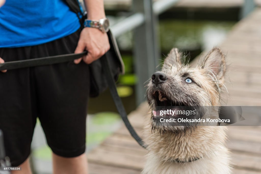 Husky and Irish Wolfhound mix dog sitting on a dock by the water while on a walk in the park. Young mutt has a gleeful expression on his face.