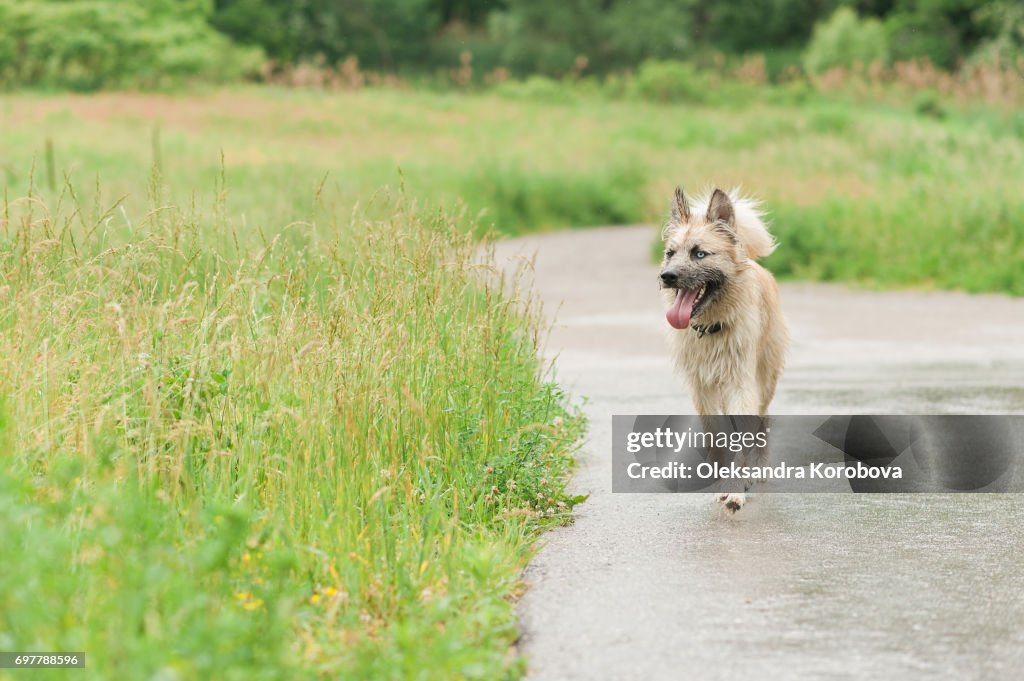 Husky and Irish Wolfhound mix dog running down a path while on a walk in the park. Young mutt has a gleeful expression on his face.