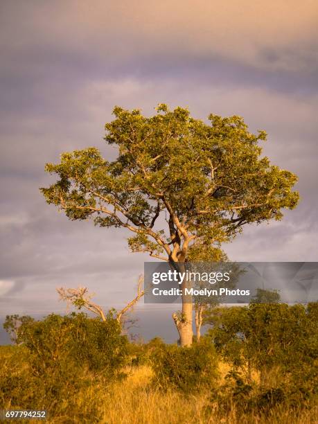 Marula Treee 60 Marula Tree Stock Photos, High-Res Pictures, and Images - Getty Images